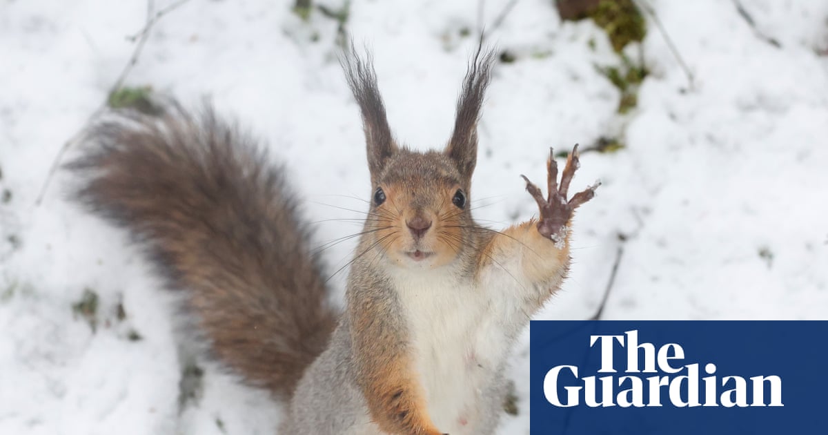 Week in wildlife: a clever orangutan, a cheeky frog and a dramatic whale rescue - The Guardian