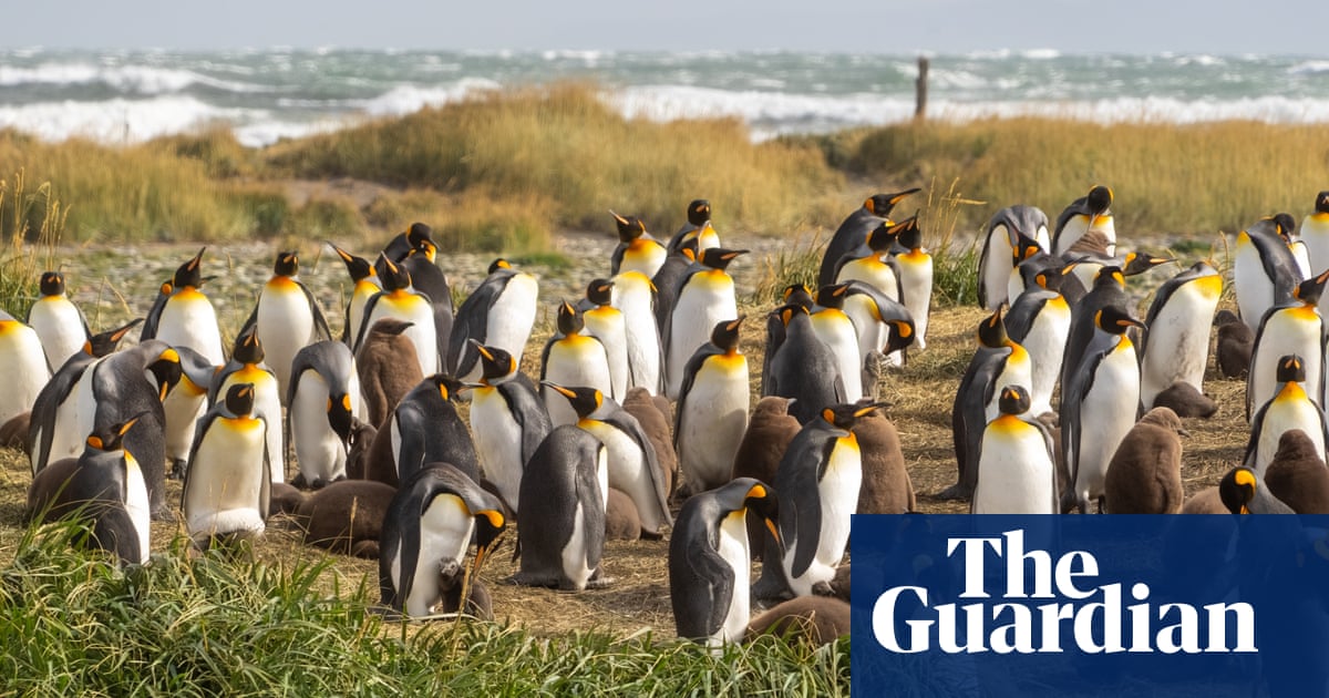 How a kindergarten teacher became the accidental guardian of 200 king penguins | Conservation