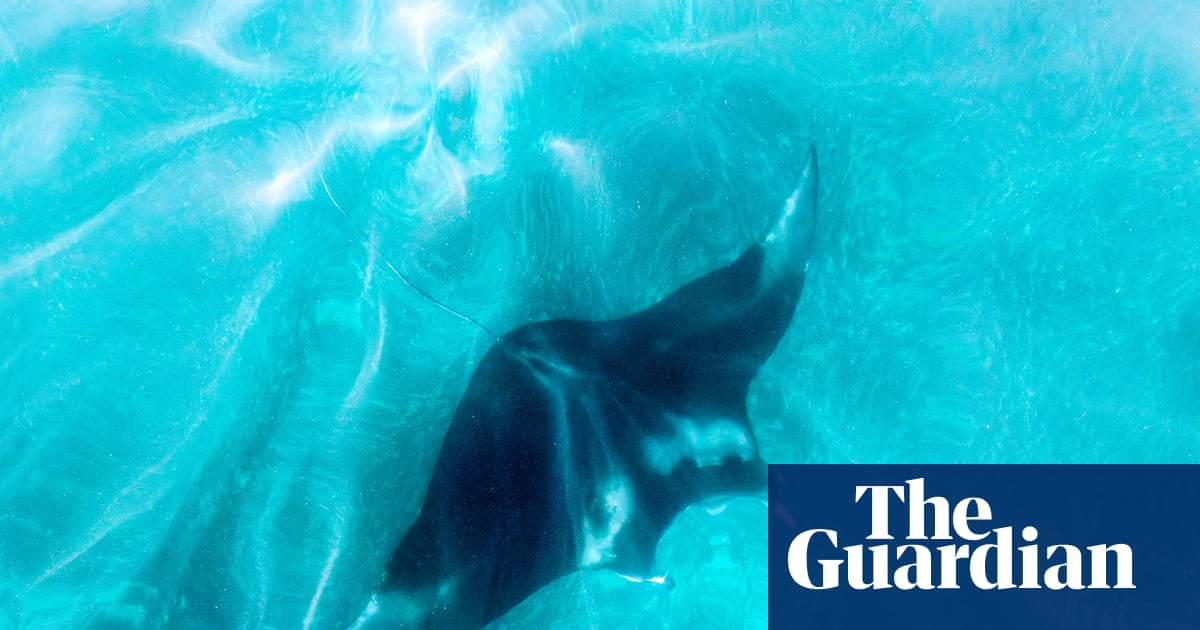 Florida tightens rules on capturing giant manta rays but stops short of full ban | Florida