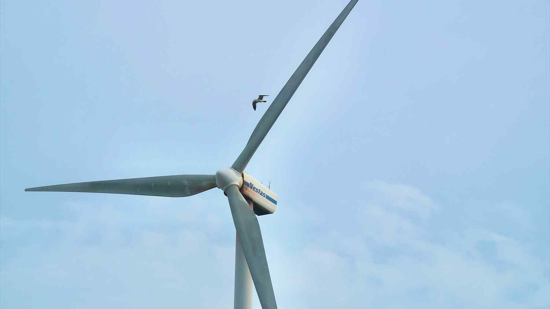Birds now using wind turbines