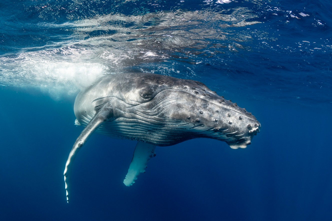 A humpback whale swims underwater with its face and pectoral fin visible.