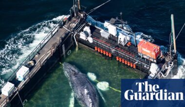 Rescue of Timmy the whale ‘an all-round catastrophe’ after tracker failure | Germany