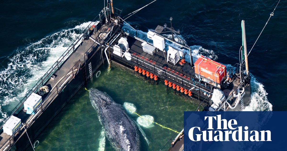 What the fate of Timmy the whale says about conservation | Environment