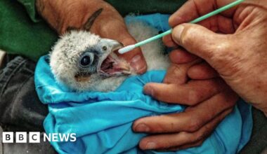Cathedral's chicks are weighed, ringed and swabbed - BBC