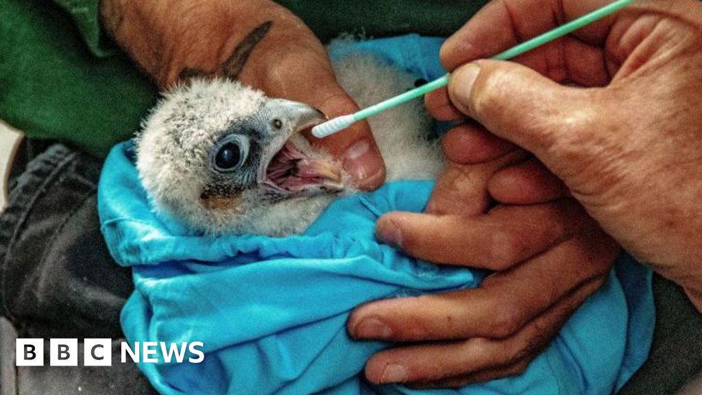 Cathedral's chicks are weighed, ringed and swabbed - BBC