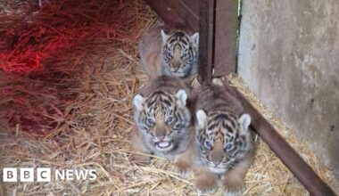 Howletts Wild Animal Park welcomes four Sumatran tiger cubs - BBC