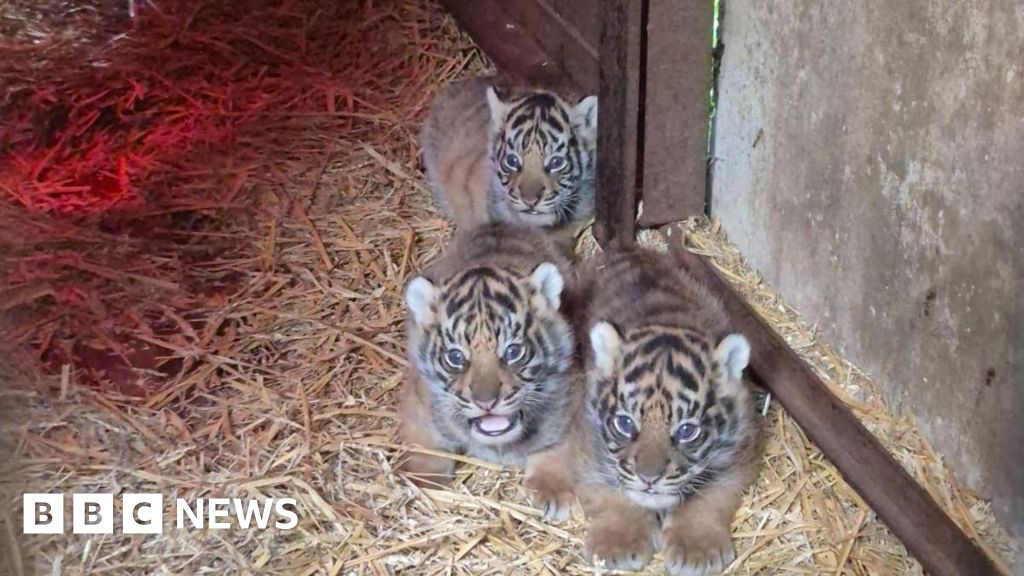 Howletts Wild Animal Park welcomes four Sumatran tiger cubs - BBC
