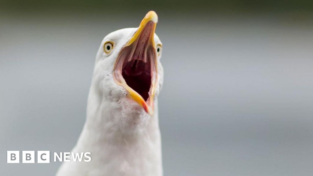 Urban gulls 'waking care home residents and dive-bombing kids' - BBC