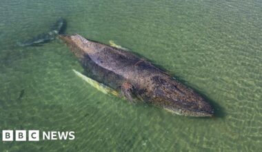 Whale found dead in Denmark after private German rescue operation - BBC