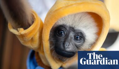 For sale: one cute baby gibbon – mother probably killed by poachers | Endangered species