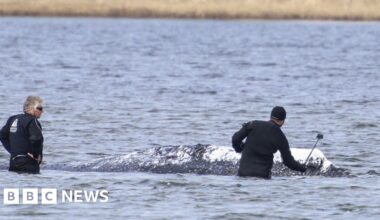 Dead whale towed ashore in Denmark ahead of autopsy - BBC