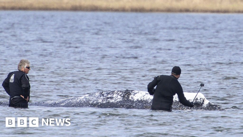 Dead whale towed ashore in Denmark ahead of autopsy - BBC