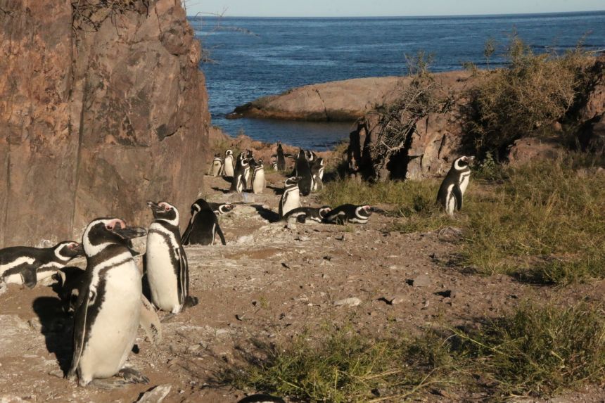 The study deployed the SPS bands on two penguin colonies in Argentina's Chubut region.
