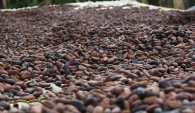 World’s largest cocoa producer expects major harvest rebound after chocolate prices hit historic highs