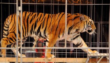 Tiger escapes enclosure near Leipzig, one person injured