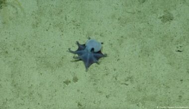 Scientists discover new little blue octopus in Galapagos