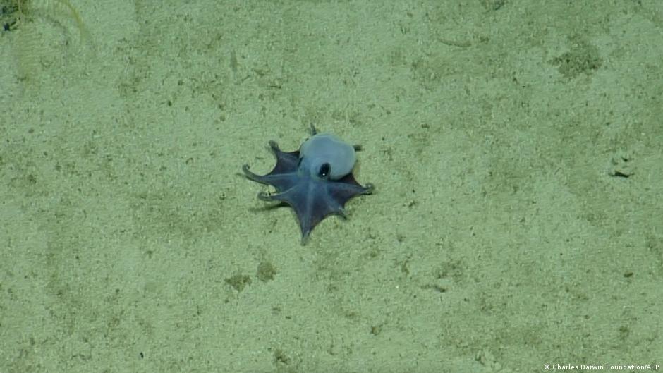 Scientists discover new little blue octopus in Galapagos