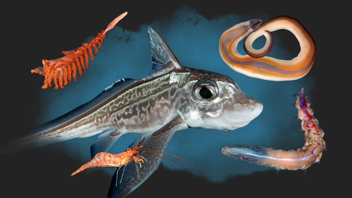 Ghost shark and ‘death ball’ sponge among 1,100 new ocean species - The Times