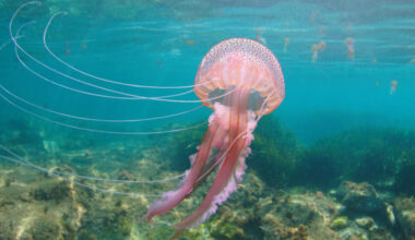 Where to find the most and least jellyfish in France: A seasonal guide