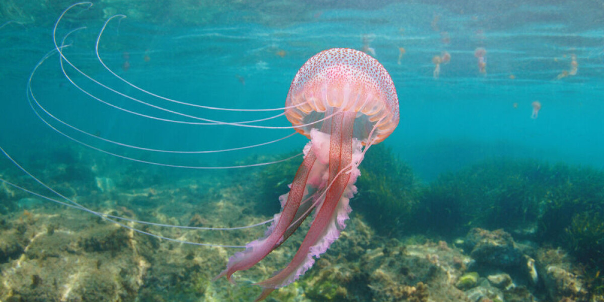 Where to find the most and least jellyfish in France: A seasonal guide