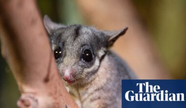 Federal government accused of watering down proposal to protect Australia’s threatened species and ecosystems | Australian politics