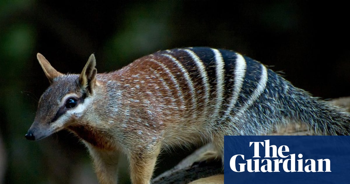 US miner under further investigation after destroying WA habitat of black cockatoos, quokkas and numbats | Western Australia