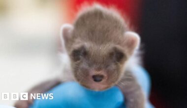 Baby pine marten who lost siblings rescued from bin in Wales - BBC