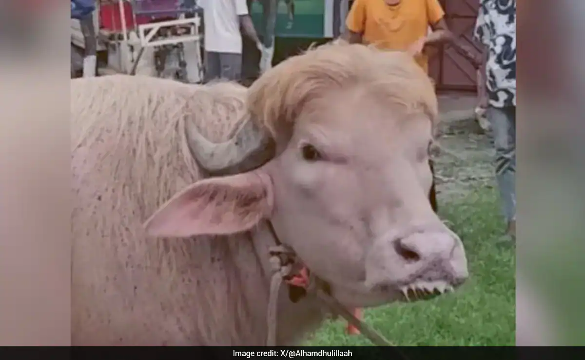 Rare Buffalo Steals Spotlight In Bangladesh For Looking "Exactly Like Donald Trump"