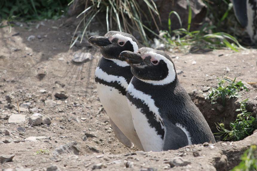 A male and female Magellanic penguin in their nest during breeding season.