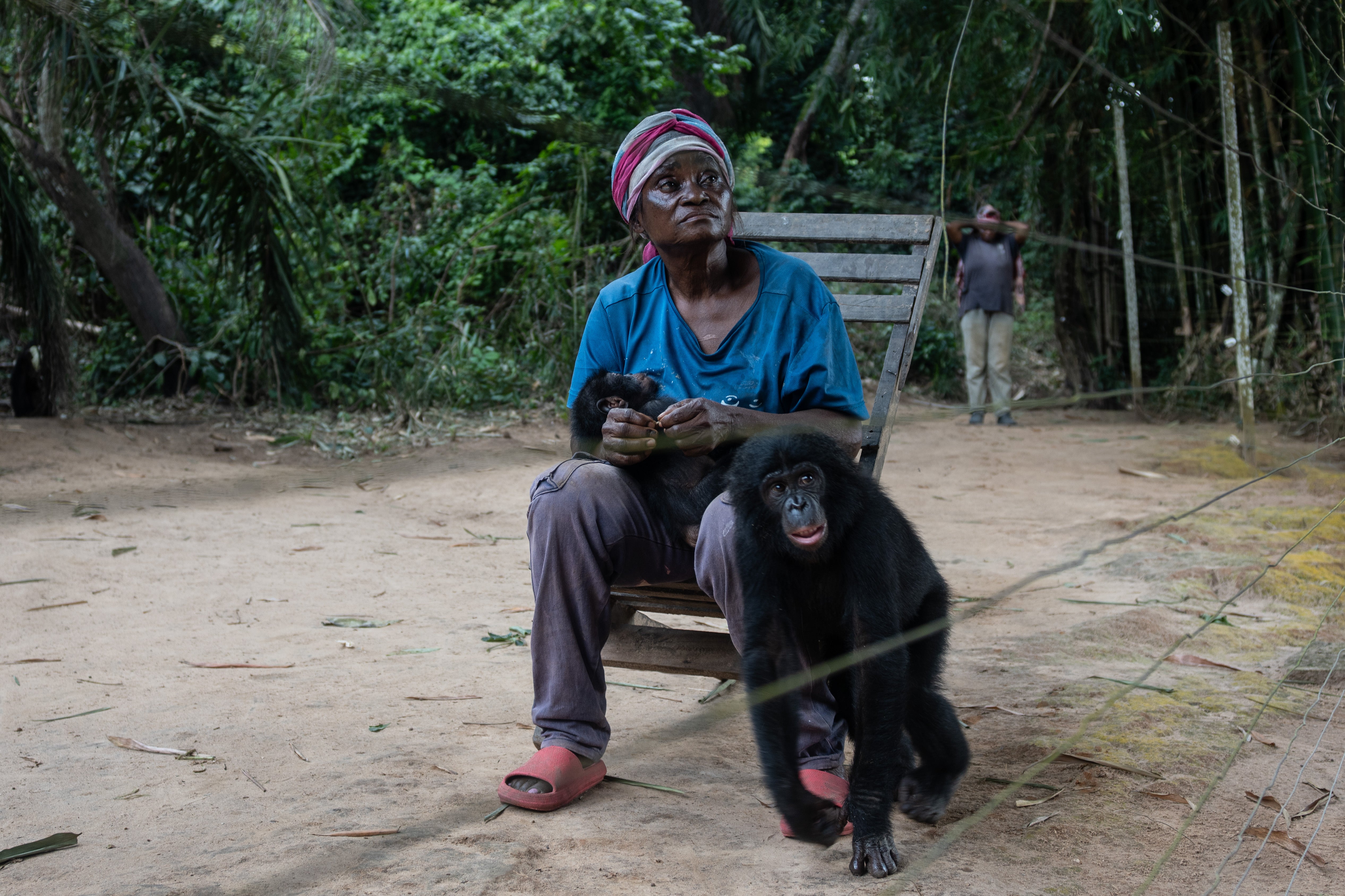 Micheline Nzonzi cares for an infant bonobo at the Lola ya Bonobo sanctuary in Kinshasa, Democratic Republic of the Congo