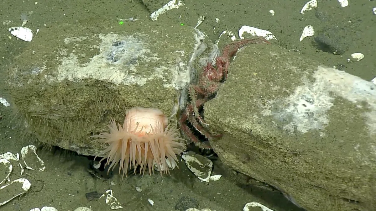 Anemone and crab captured on the whale fall in 2024