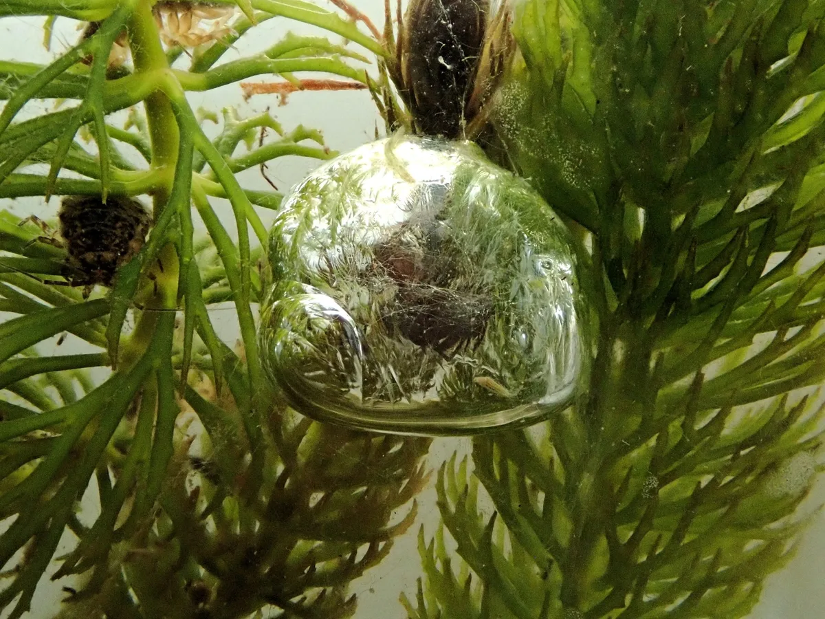 The diving bell spider Argyroneta aquatica