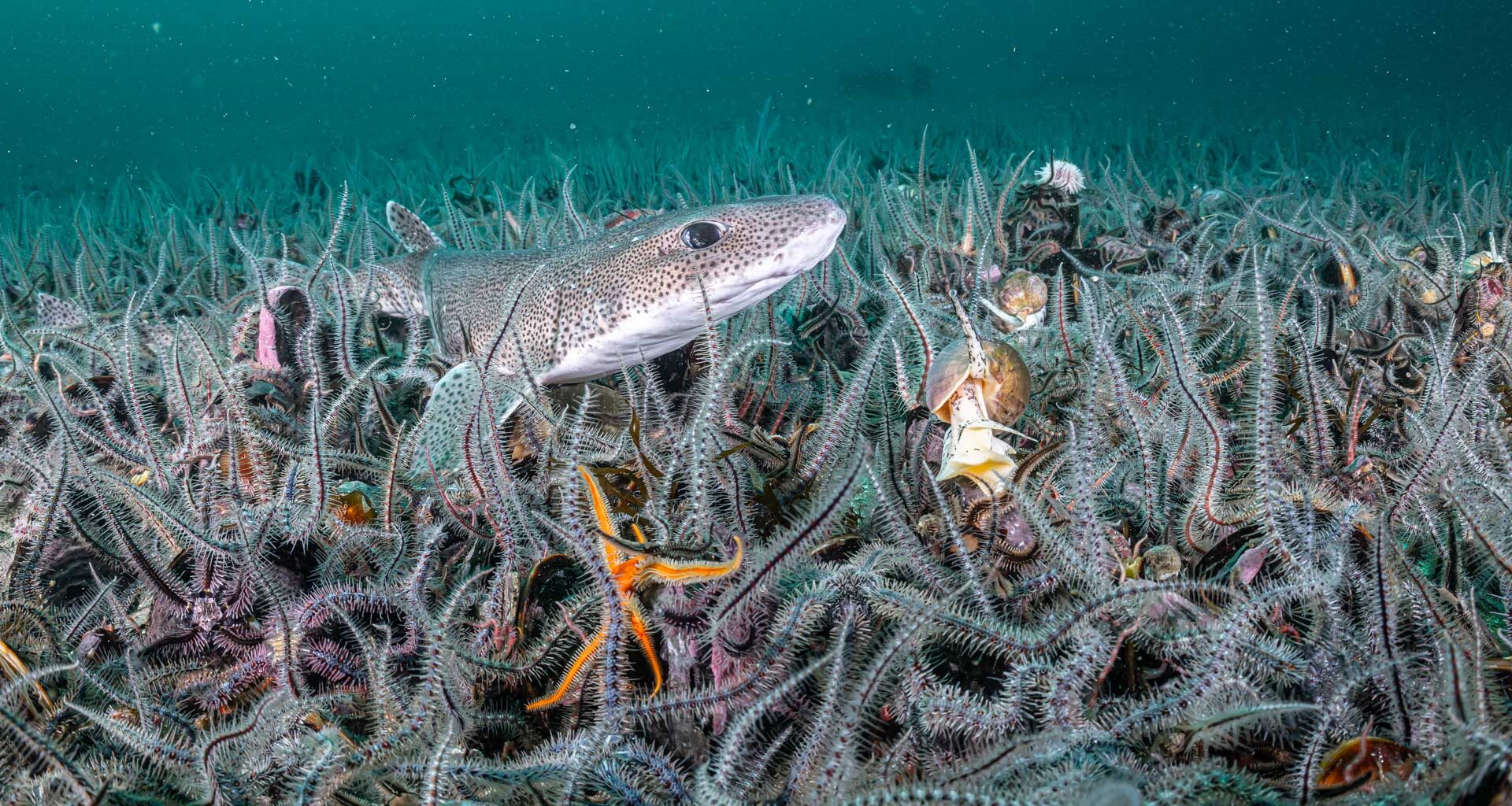 Seabed life triples after bottom trawling ban in Scotland protected area