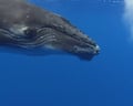 A calf gaping, captured on film.