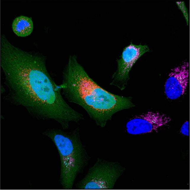 Brightly colored cells on a black background
