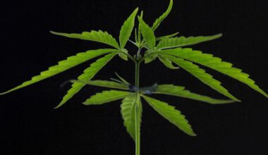 Cannabis Linked to Lower Weight And Reduced Diabetes Risk in Mouse Study : ScienceAlert