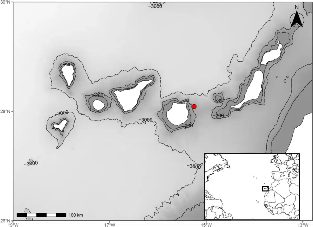 Capture Location (red Dot) Of Mitsukurina Owstoni In The Canary Archipelago
