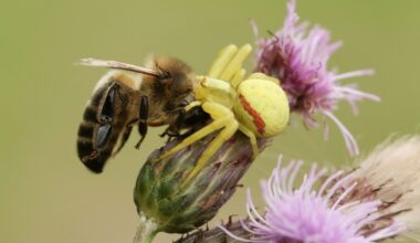 Flower crab spider hunts bee