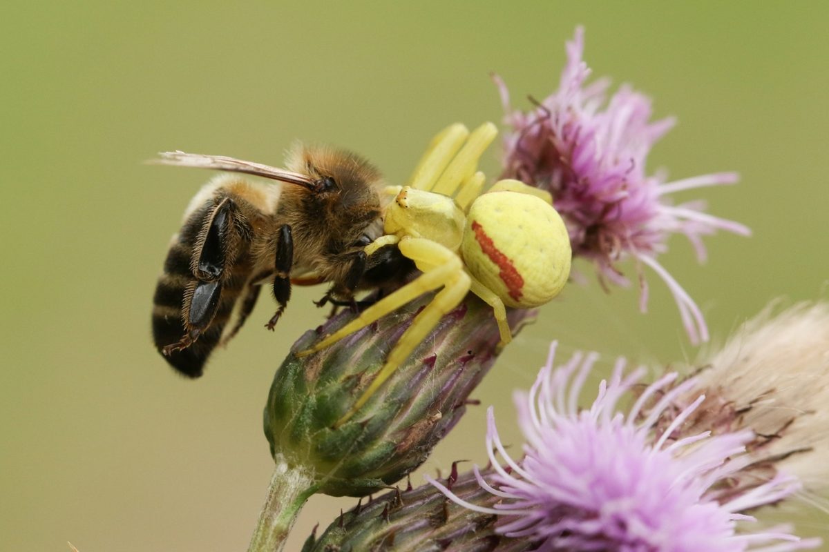 Flower crab spider hunts bee