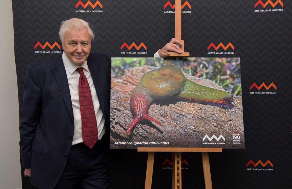 Sir David Attenborough on stage at Glastonbury, with his arms in the air.