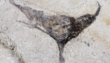 Deep Inside Ancient Rock, Scientists Uncovered Bizarre Fossil Marine Creatures That Thrived Before Earth Was Filled With Complex Animals