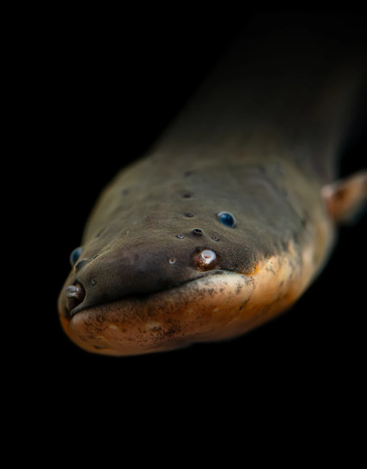 Electric eel