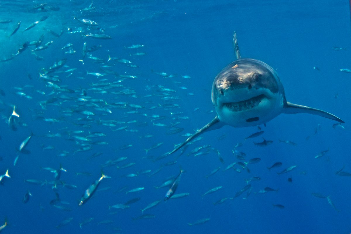 Front view of Great White Shark, Guadalupe, Mexico