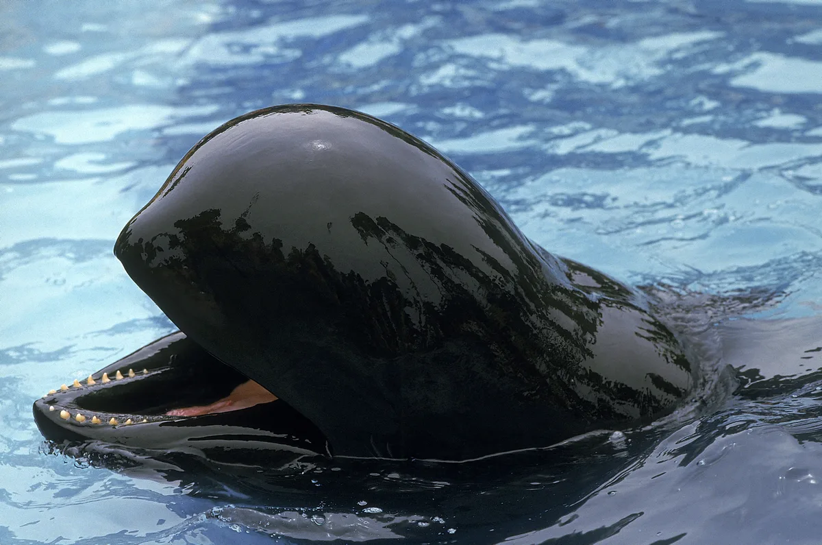 long-finned pilot whale with mouth open