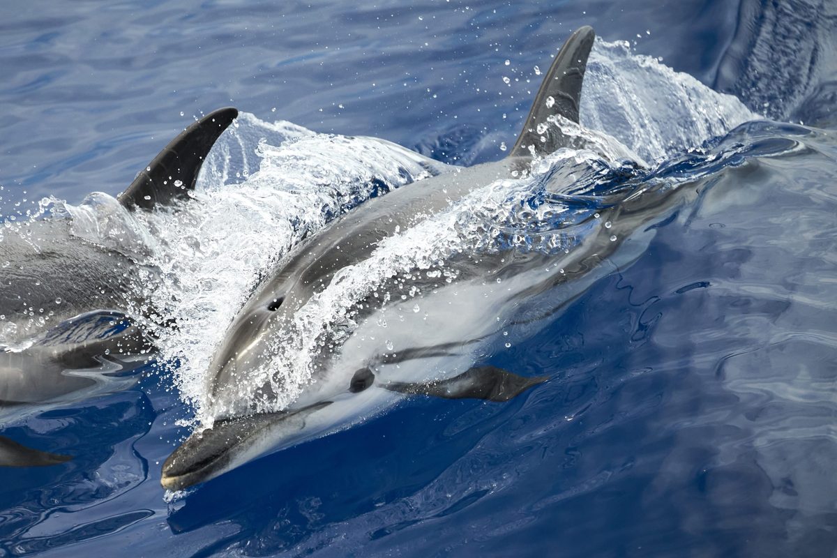 Dolphin swimming in the Ligurian Sea in front of Genoa