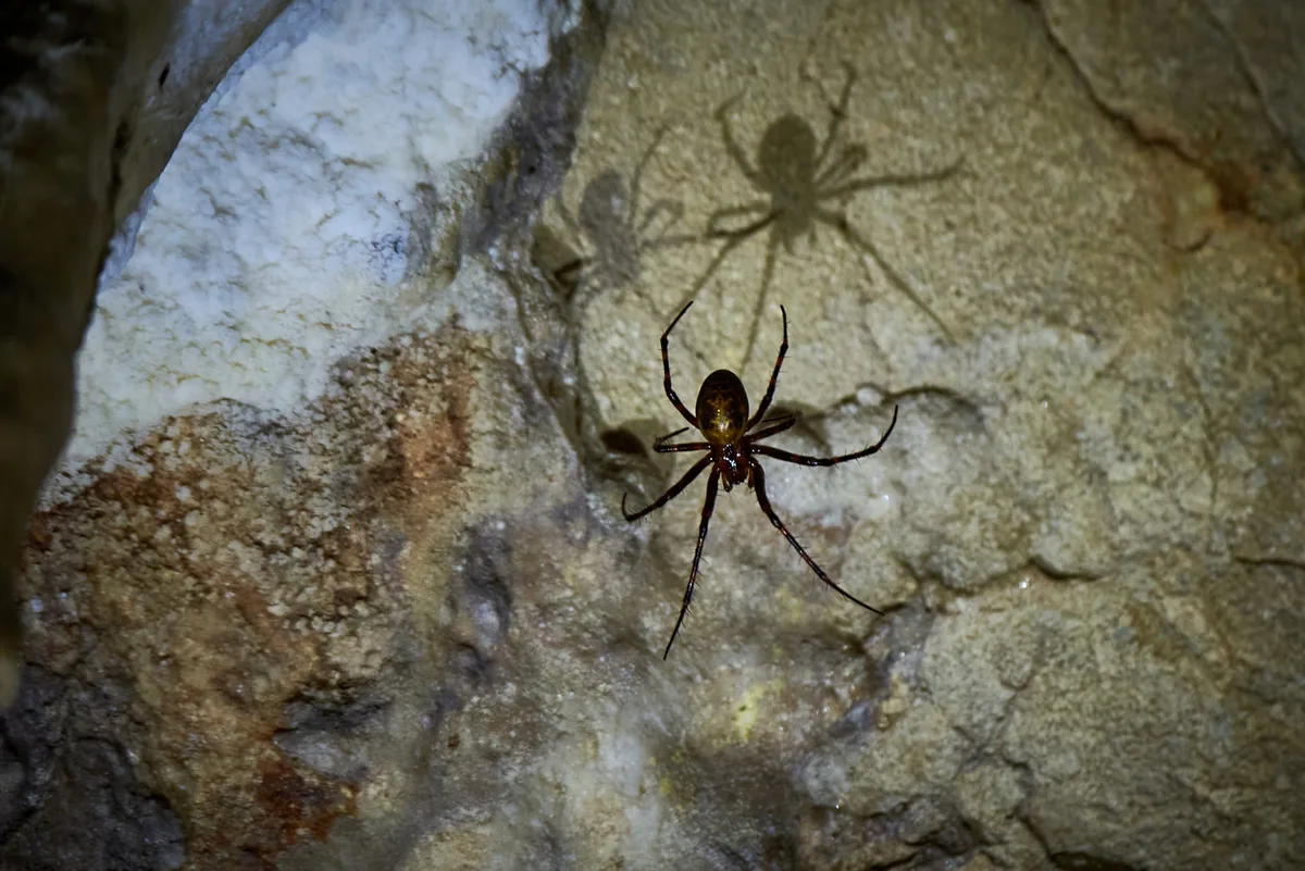orb weaving spider in cave