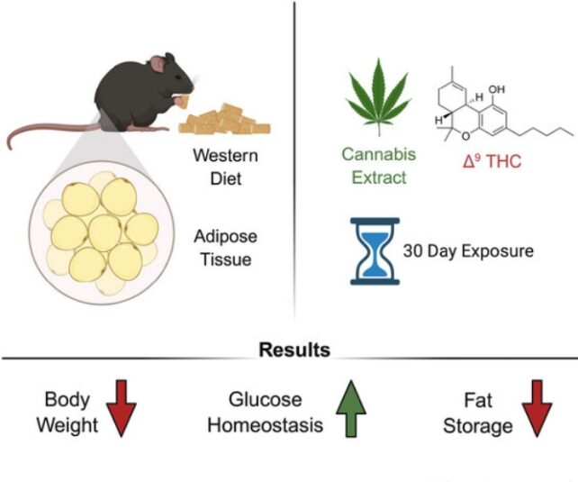 Diagram showing obese mice on a Western diet treated with cannabis extract or THC for 30 days, with reported results of lower body weight, improved glucose homeostasis, and reduced fat storage.