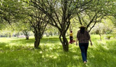Hawthorn and Honey teaches seasonal plant foraging in Tacoma