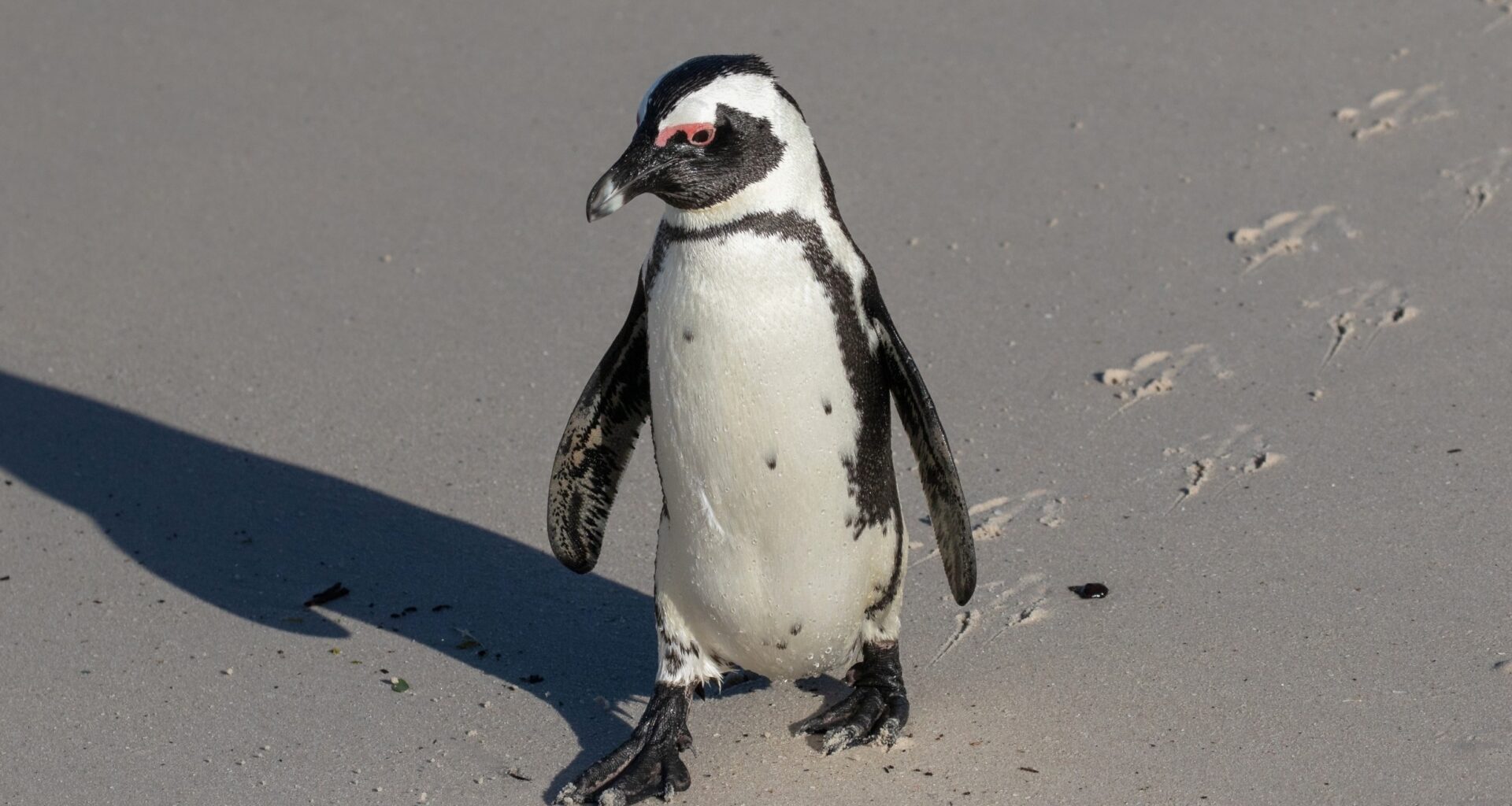 Penguins have a mystery muscle that helps them waddle and swim