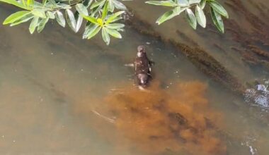 Platypus in Maleny, Australia